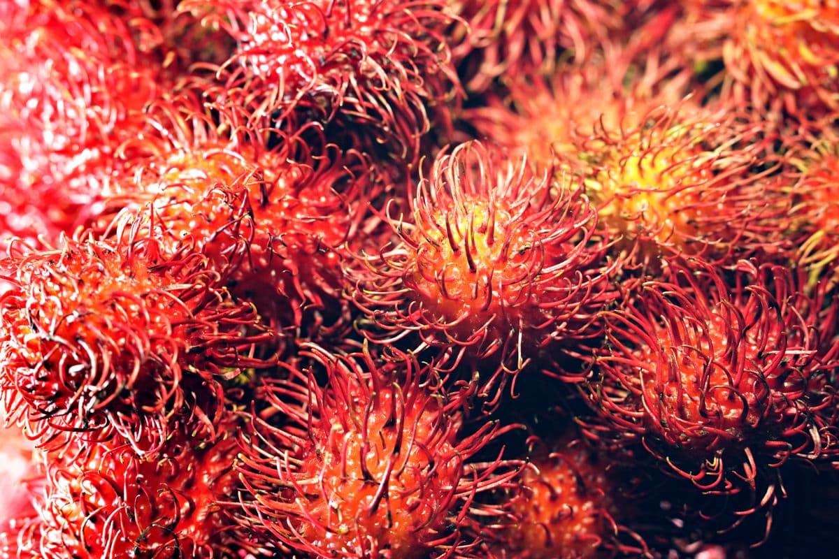 Chôm chôm nguyên chùm